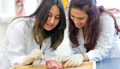 Two Student in lab coats dissecting a pig's heart